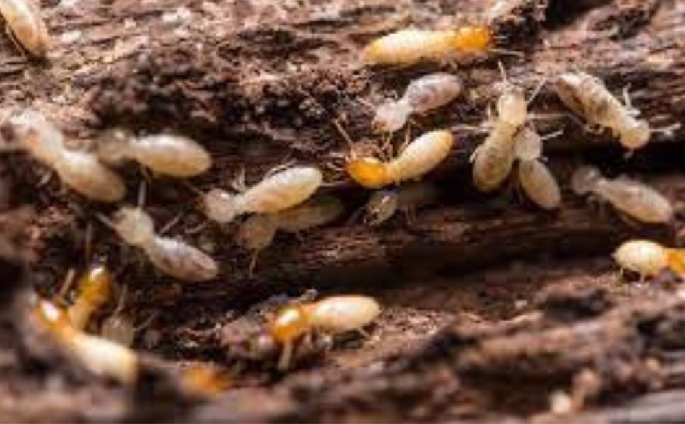 Termite Control Service in dubai