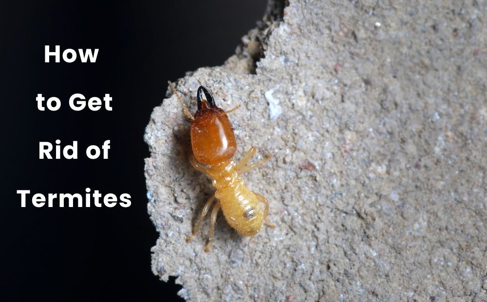 How to get rid of termites