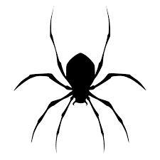 Spider Control
