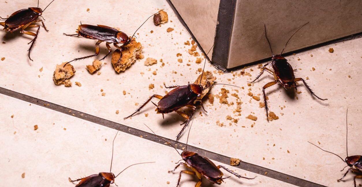 cockroach_control