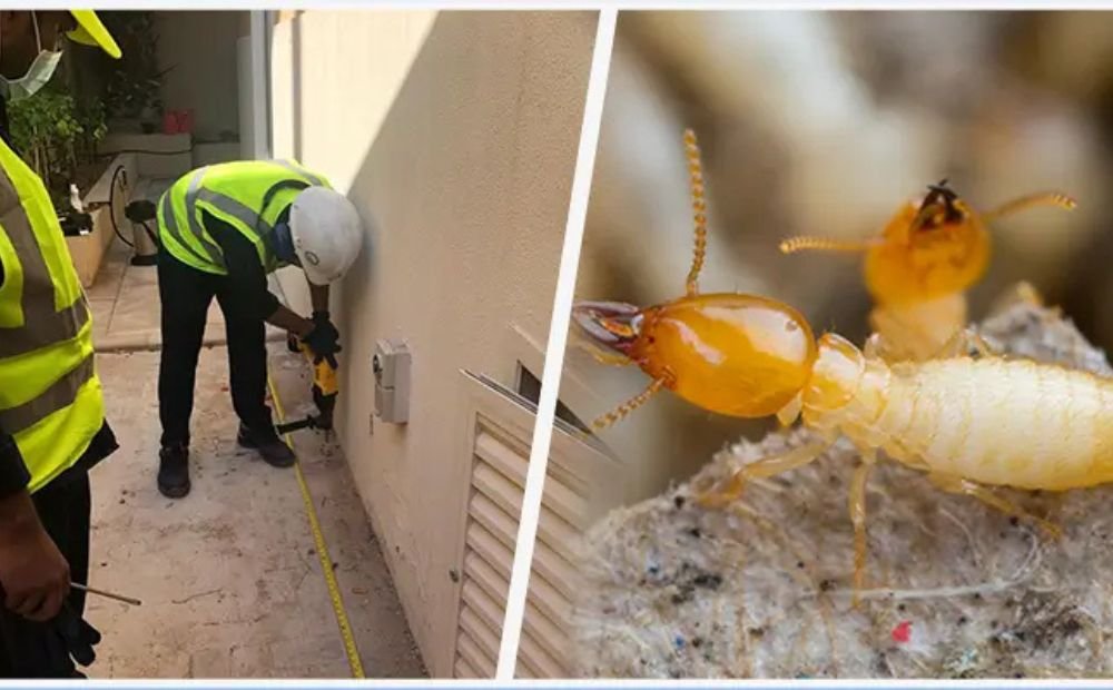 Anti Termite Control in Dubai