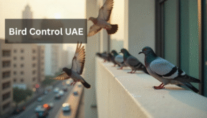 Pigeon Bird Control UAE | Bird Spike & bird net Solutions dubai