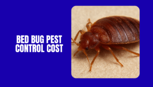Bed Bug Treatment Cost Dubai | Expert Pest Control