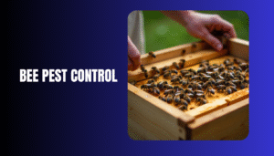 Safe and effective bee pest control in Dubai & Sharjah. Protect your home with expert bee removal services today!