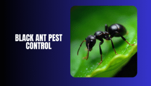 Black Ant Pest Control Dubai Sharjah – Fast & Safe Solutions