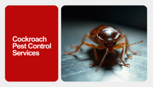 Get professional cockroach pest control services in Dubai & Sharjah. Al Mandhar Pest Control offers safe, effective treatments. Call 0563339199 today!