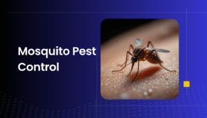 Mosquito Pest Control Services in Dubai & Sharjah - Trusted Experts