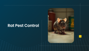 Effective rat pest control services in Dubai & Sharjah to protect your home and business from rodent infestations.