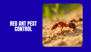 Red Ant Pest Control Services to Keep Your Space Safe and Clean