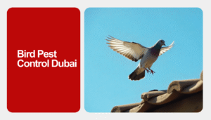 Bird Pest Control Dubai | Humane Solutions by Al Mandhar UAE